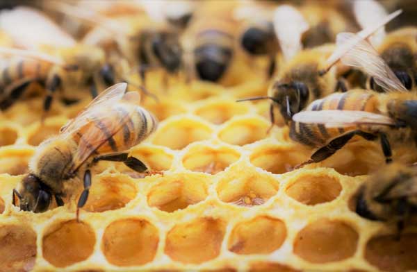 Propolis: A Natural Treatment For Acne?